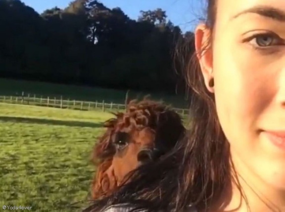 アルパカってこんなに興奮するんだ…飼い主女性に会うたびに駆け寄ってくる