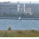6.0/WING