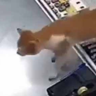 猫の動画 ねこわん！
