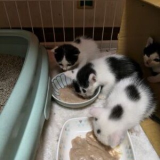 NPO法人 福井犬猫を救う会