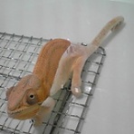 ヤモレオンの翼