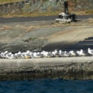 ウミネコの行列