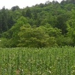 どんでん平ゆり園