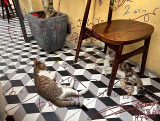 櫻坂46 藤吉夏鈴 2026年2月グリーティングカード写真撮影場所