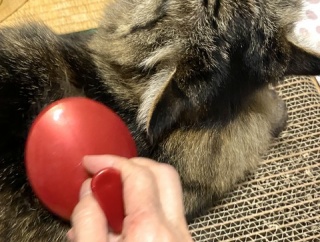 ブラッシング大好き猫