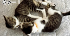 子猫の取っ組み合い、じゃれ合いとマジ喧嘩。