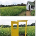 昭和記念公園・花の丘・レモンブライト