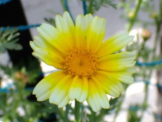 「菊」の剪定！「おつな姫」定植！「春菊」収穫！「アイコ」結実した！
