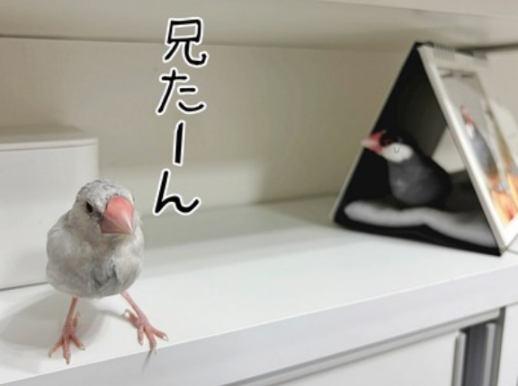 入れ替わりでボロボロになるジルたん