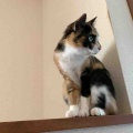 キャリコちゃんも階段の手すりに登ってます