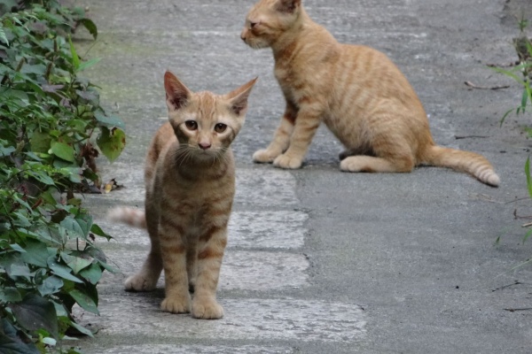 茶トラ 猫 × 茶トラの里親募集一覧｜ハグー -みんなのペット里親情報