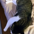 ⓃⒺⓌ🐾「サムネは後ろ脚だけど、メイン内容は前脚🐾」『裸夢 me more，NONTA』