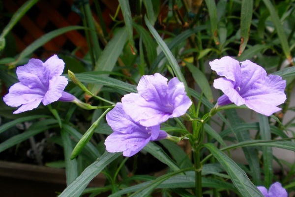 ヤナギ バル イラ ソウ