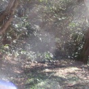 龍の茶山のもののけ