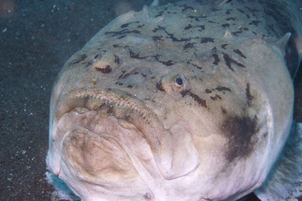 東海大生の生物図鑑 カサゴ オコゼ