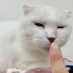 annex ニャンコのずっとのお家探し。