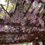 さくらのしるし♡