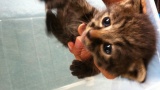 子猫拾ったったｗｗｗｗｗｗｗｗｗｗ