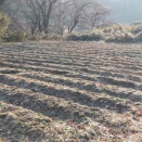 エゴマの搾りかす油粕の散布