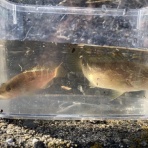 猫吉の海水魚日記