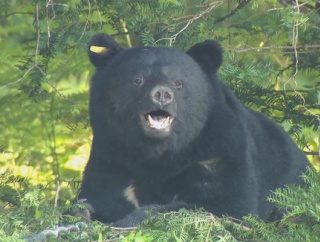 【長野・大町市】クマに襲われる　40代女性が大けが　犬の散歩中に頭や両腕を引っかかれる