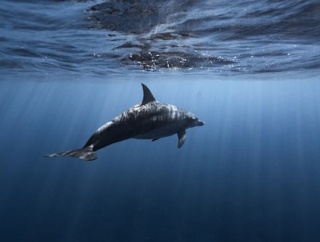クジラさんの心臓デカすぎwwww