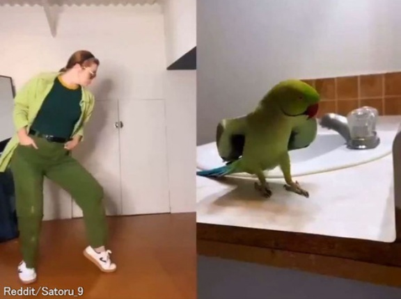 「シンクロ率100％じゃないか…」インコのダンスを完璧に再現する女性