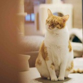 相談にのってください…！表紙に悩んでいます（泣）