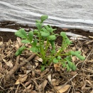 2025秋冬│無農薬・無施肥で秋ジャガイモ（さんじゅう丸）栽培に挑戦