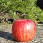 長野　信州　りんご狩り　梨狩り　【信州松川・フルーツガーデン北沢】