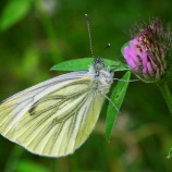 『無賃乗車』の画像