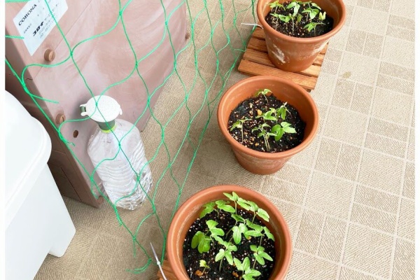 花暮し Hanagurashi 朝顔グリーンカーテン