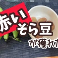 メルロコ農園だより。そら豆初収穫。