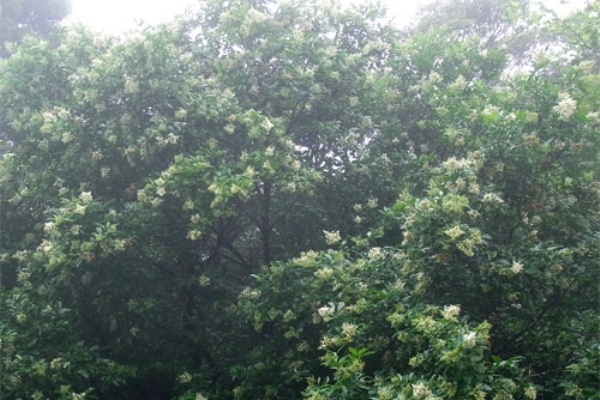 ハチジョウイボタ花 ハチジョウショウマ花 癒しの八丈島