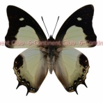 京大蝶研六大陸クラブのTropical Delights