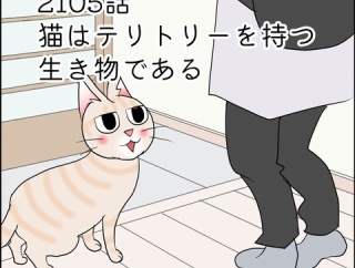 あんこ＆麦2384 猫はテリトリーを持つ生き物である（前）