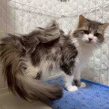 『 鎧のような毛玉をまとった猫ちゃんを受け入れました』の画像