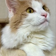 人間には見えないが猫には見えるものがある！？