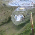 産卵期でスッポンが出て来た🐢📸（多々良沼公園）