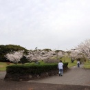 サクラは そろそろ おわりです