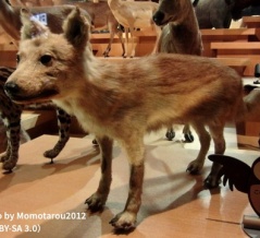 名古屋にもかつてオオカミがいた！？