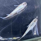 『メダカ・金魚入荷情報！』の画像