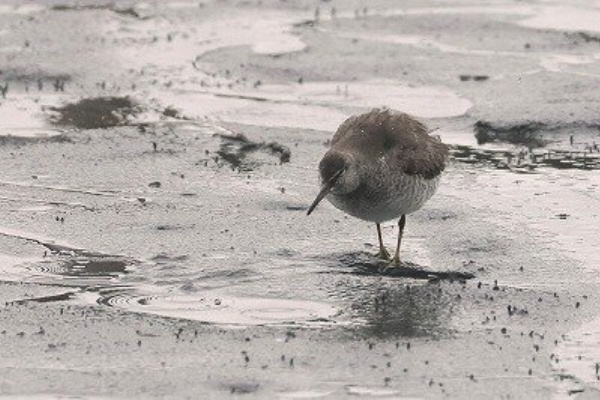 東京港野鳥公園 レンジャーブログ - 2024年08月