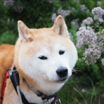 湘南凸凹柴WAN日記