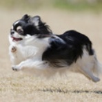 わんわんアイランド淡路島