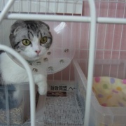 短い猫生だったナナの命日は25枚の写真で