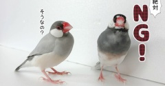 セラくん伸びてきました