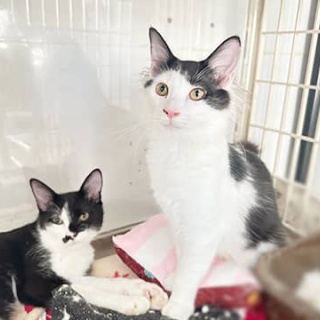 東京キャットガーディアンシェルター日記