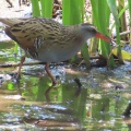 野鳥クイナを撮る🪿📸（多々良沼公園）