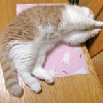 ”猫おでん”あり〼。